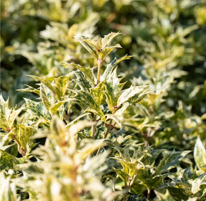 Stachelblättrige Duftblüte 'Tricolor'