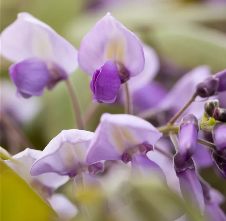 Chinesischer Blauregen 'Prolific'