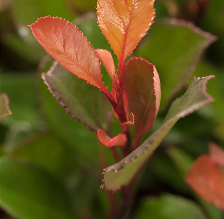 Glanzmispel 'Little Red Robin'