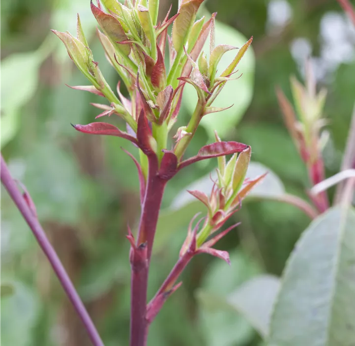 Glanzmispel 'Little Red Robin'