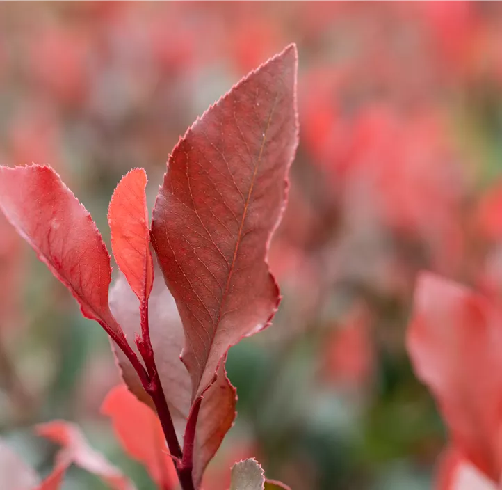 Glanzmispel 'Little Red Robin'