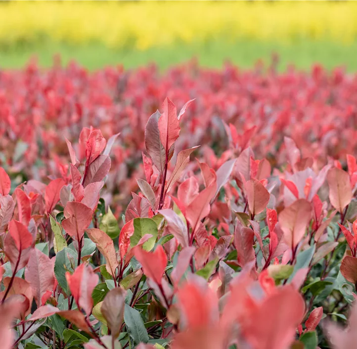 Glanzmispel 'Little Red Robin'