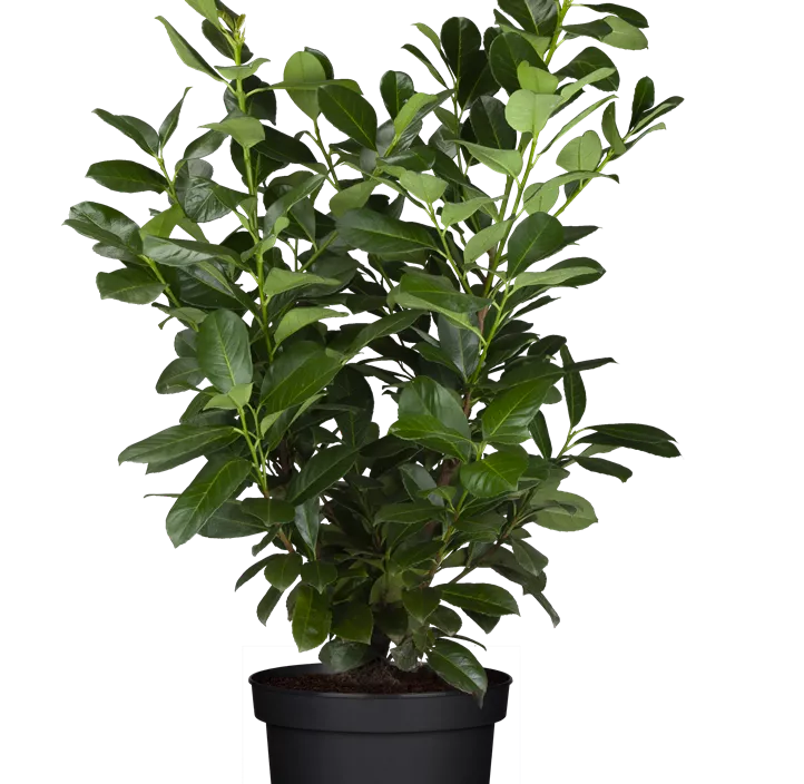 Lorbeerkirsche 'Etna'®