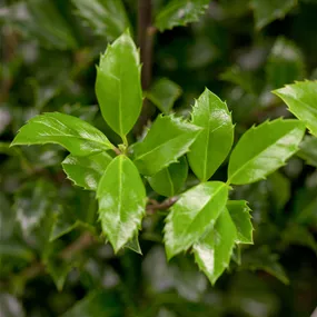 Ilex meserveae Heckenstar