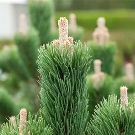 Pinus nigra Oregon Green