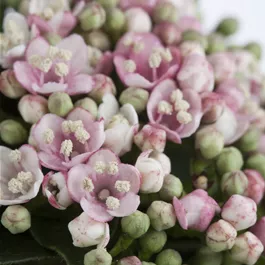 Viburnum tinus Eve Price