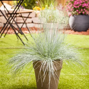 Festuca glauca Intense Blue