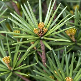 Sciadopitys verticillata Beauty Green