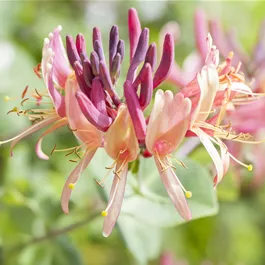 Lonicera caprifolium