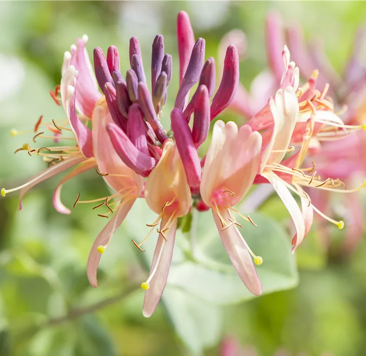 Wald-Geisschlinge 'Serotina'