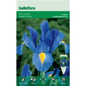 Iris hollandica Sapphire Beauty