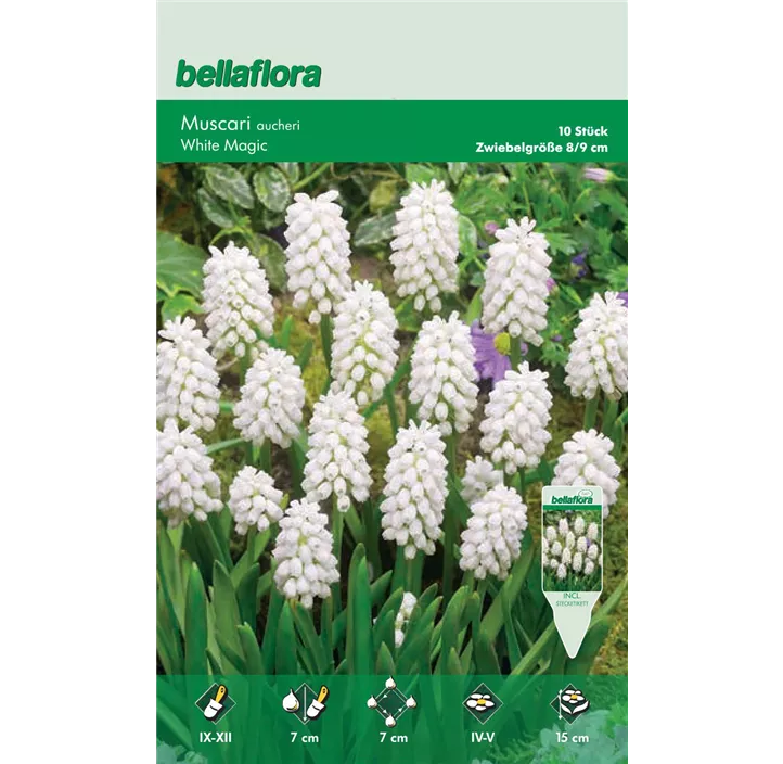 Muscari aucheri 'White Magic'