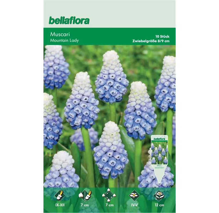 Muscari 'Mountain Lady'