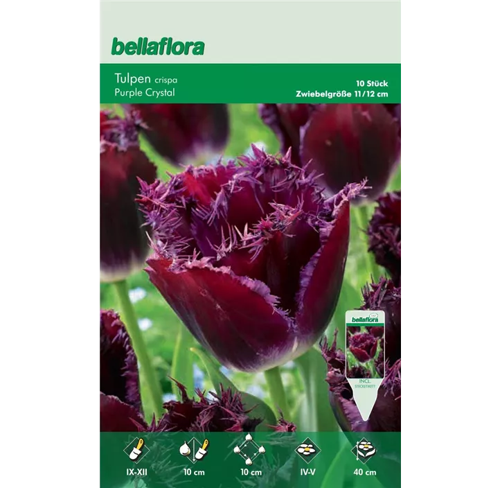 Tulipa fringed Purple Crystal