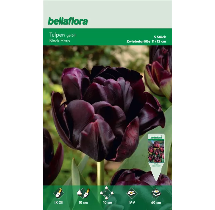 Tulipa gefüllt spät 'Black Hero'