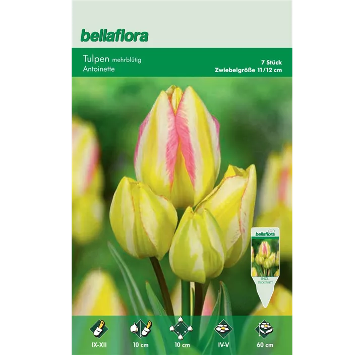 Tulipa mehrblütig Antoinette