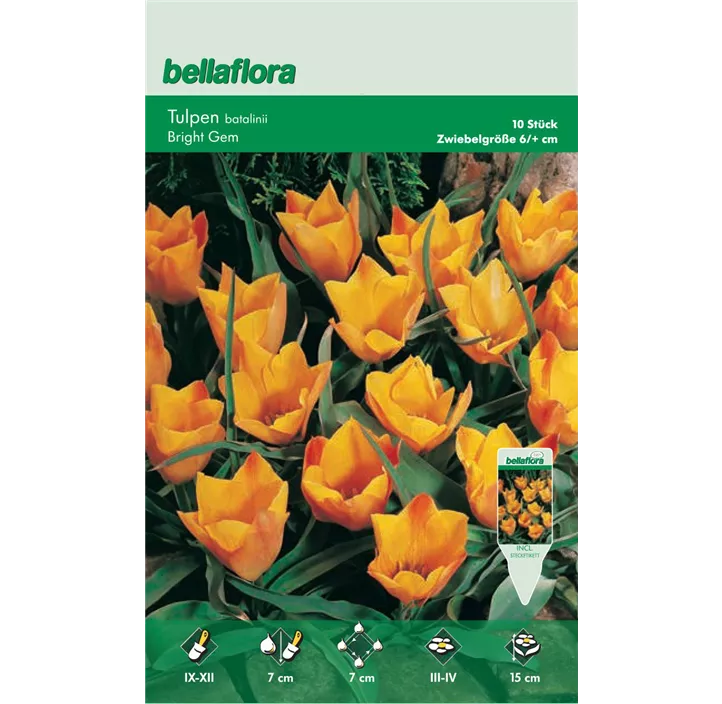 Tulipa miscellaneous Batalinii Bright Gem