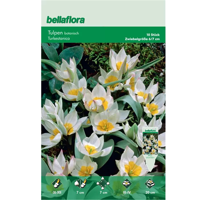 Tulipa miscellaneous 'Turkestanica'