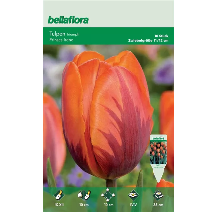 Tulipa Triumph Prinzess Irene