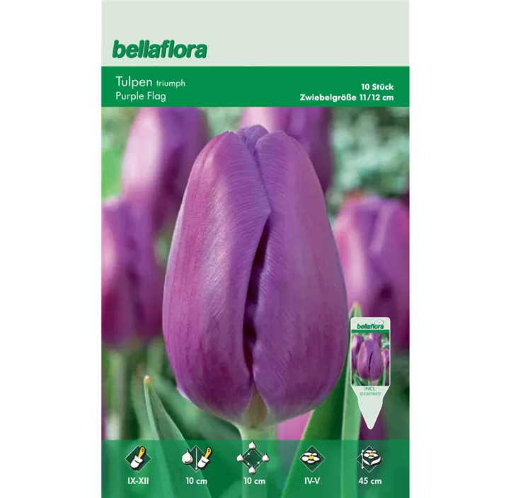 Tulipa Triumph Purple Flag