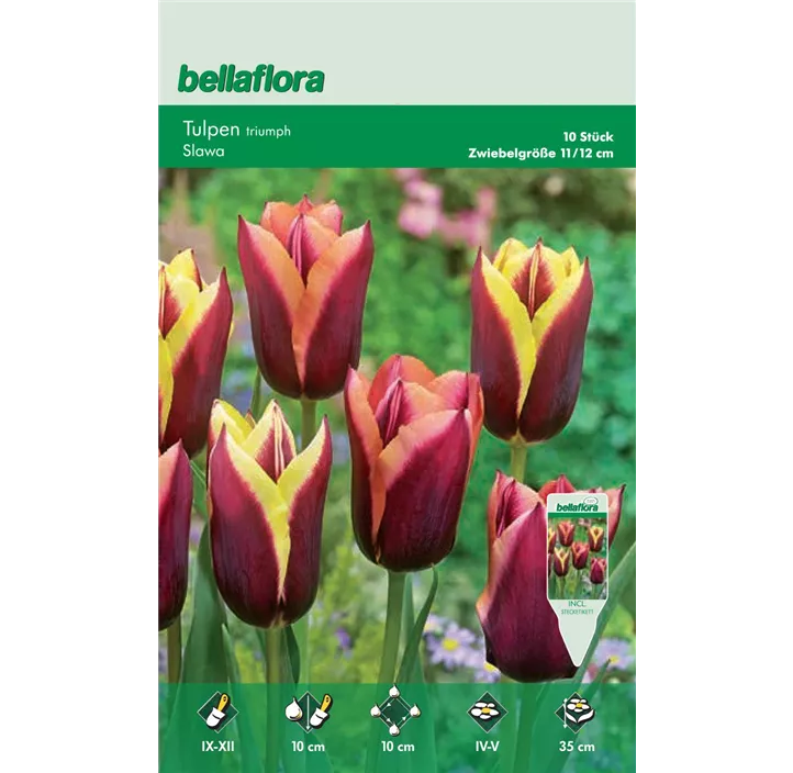 Tulipa Triumph Slawa