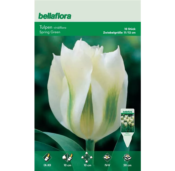 Tulipa Viridiflora Spring Green