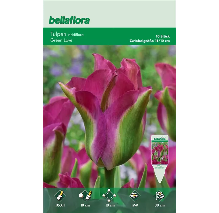 Tulipa Viridifolia Green Love