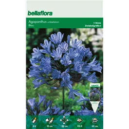 Agapanthus blau