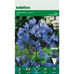 Agapanthus blau