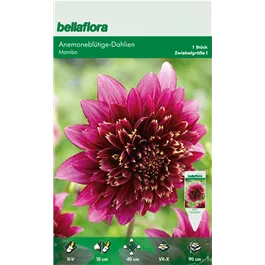 Dahlia Anemone Flowering Mambo