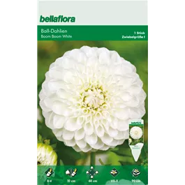 Dahlia Ball Boom Boom White