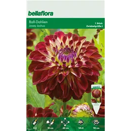 Dahlia Ball Jowey Joshua