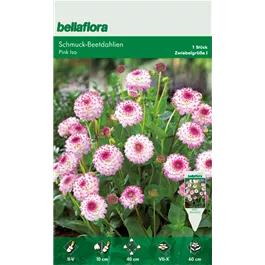 Dahlia Border Pink Isa