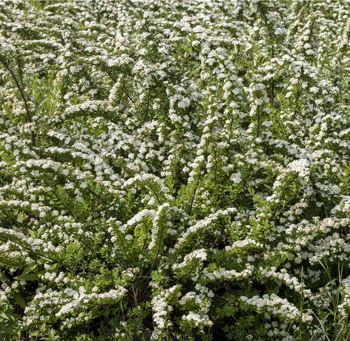 Strauchspiere 'Snowmound'