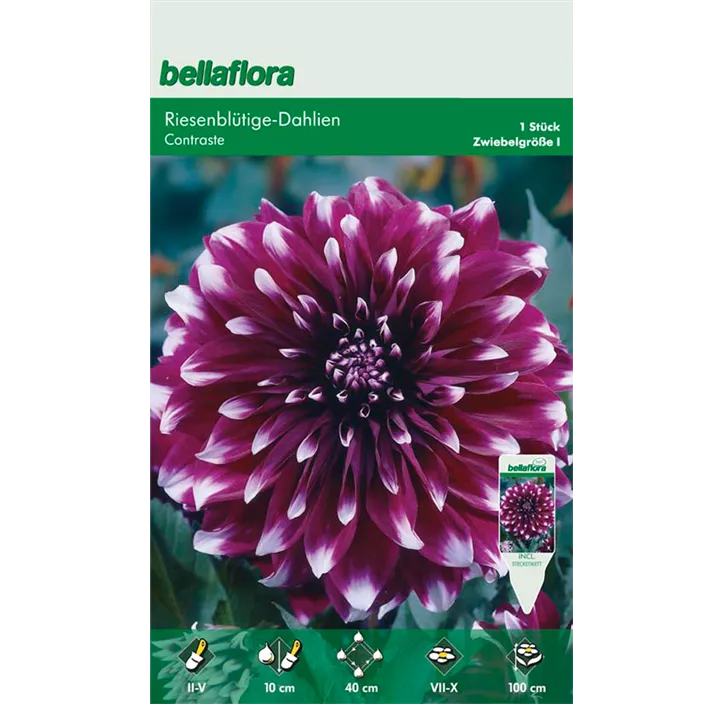 Dahlia Decorative Dinnerplate 'Contraste'