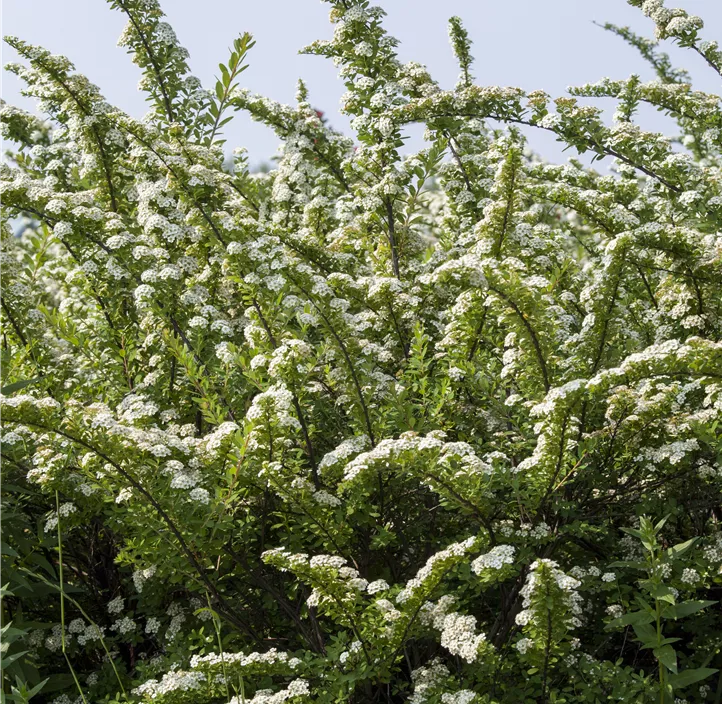 Strauchspiere 'Snowmound'