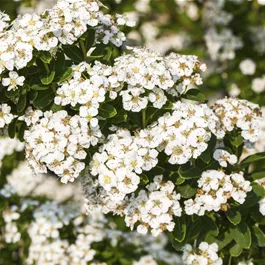 Spiraea nipponica Snowmound