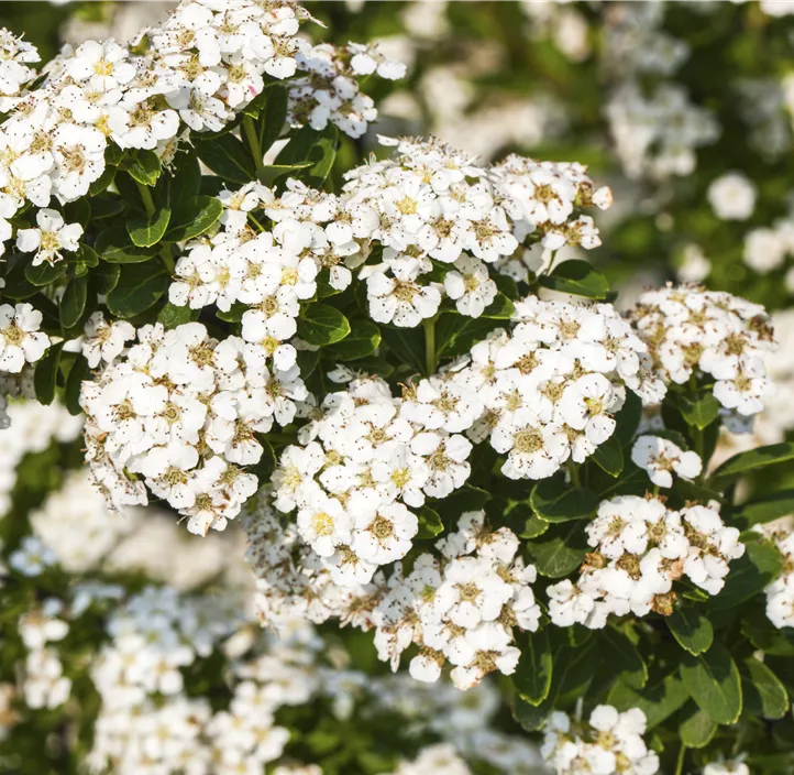 Strauchspiere 'Snowmound'