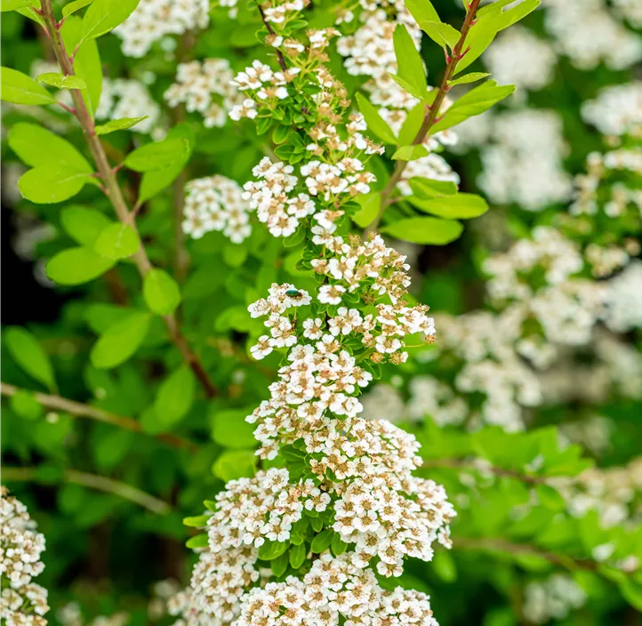 Strauchspiere 'Snowmound'