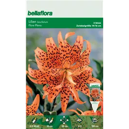 Lilium Species lancifolium Flore Pleno