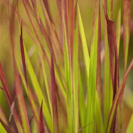 Imperata cylindrica Red Baron