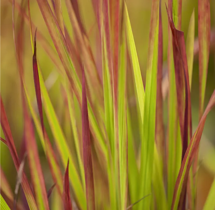 Garten-Blutgras 'Red Baron'