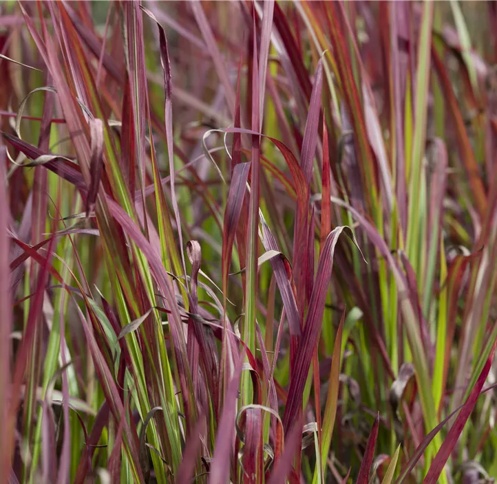 Garten-Blutgras 'Red Baron'