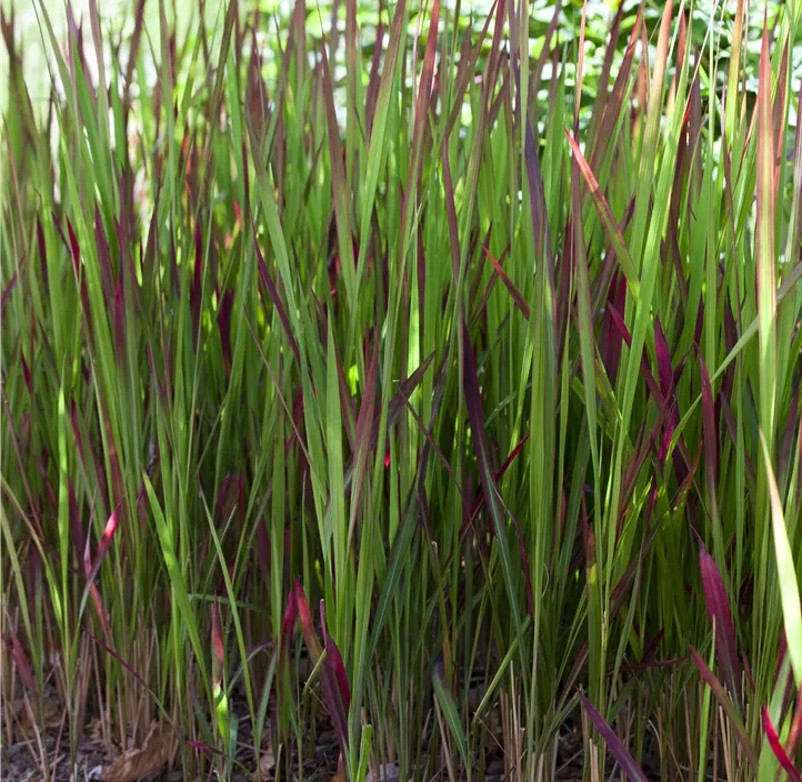 Garten-Blutgras 'Red Baron'