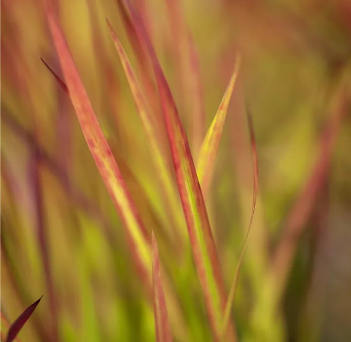 Garten-Blutgras 'Red Baron'