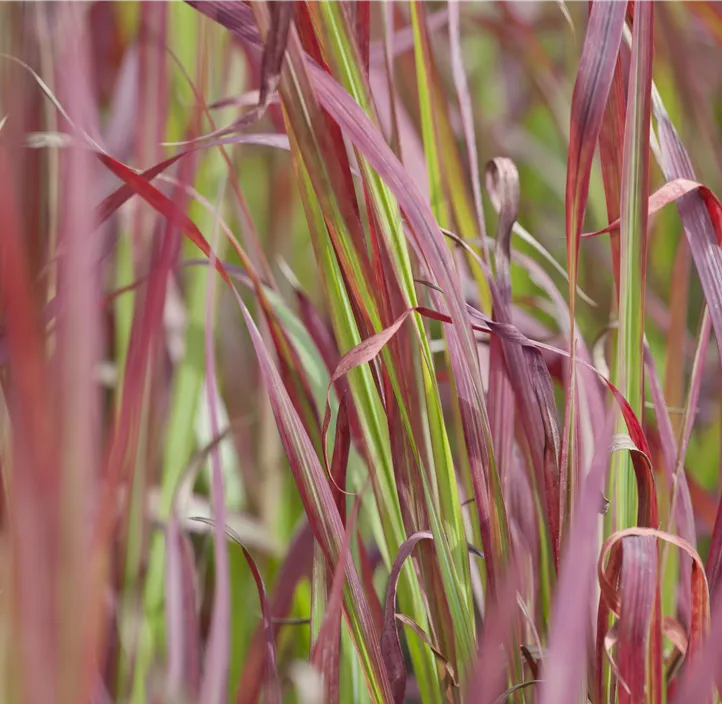 Garten-Blutgras 'Red Baron'