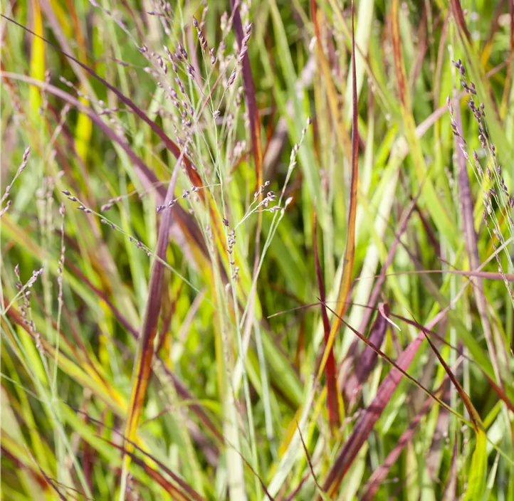 Garten-Blutgras 'Red Baron'