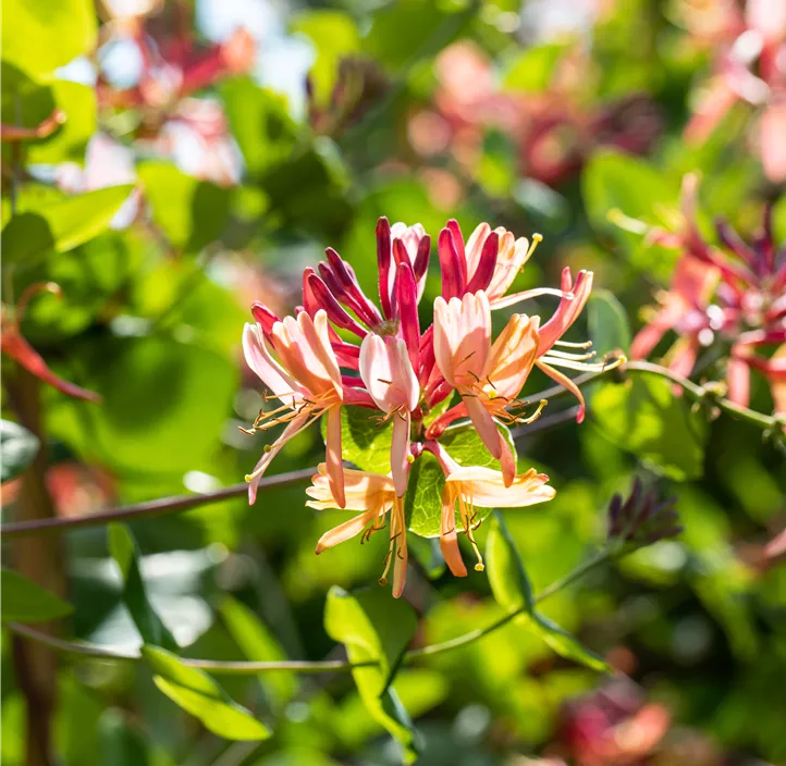 Geißschlinge 'Goldflame'