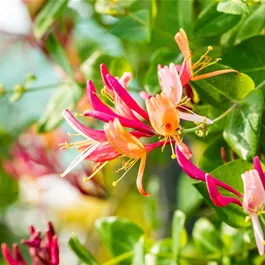 Lonicera heckrottii Goldflame