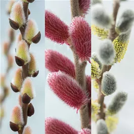 Salix Kätzchen Trio